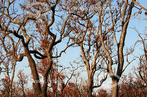  Trees after the burning - Cerrado ecosystem - Emas National Park* - Goias state - Brazil * The park is a UNESCO World Heritage Site since 12-16-2001. 