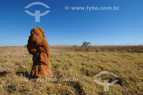  Cerrado ecosystem - Campo limpo - Emas National Park* - Goias state - Brazil * The park is a UNESCO World Heritage Site since 12-16-2001. 