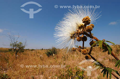  Cerrado ecosystem - Mato Grosso do Sul state - Brazil 