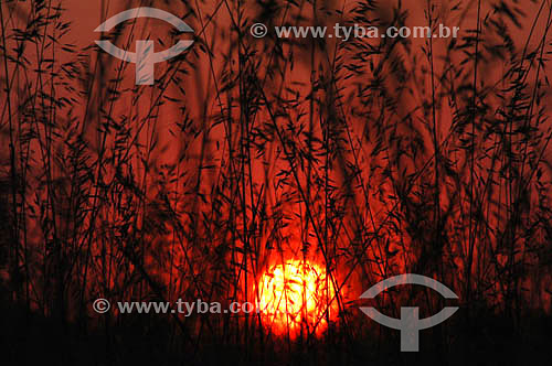  Sunset in Cerrado ecosystem - Emas National Park* - Goias state - Brazil * The park is a UNESCO World Heritage Site since 12-16-2001. 