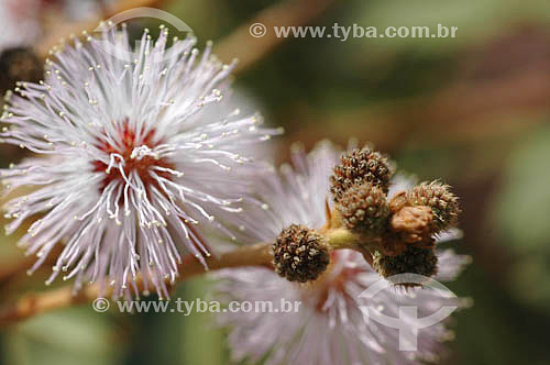  Cerrado Flower - Mato Grosso do Sul state - Brazil 