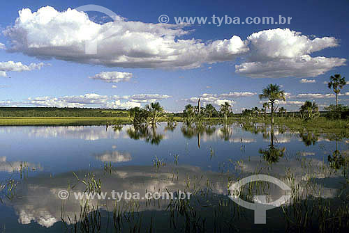  Cerrado ecosystem - Aguas Ememdadas Ecological Station - Brasilia city - Federal district - Brazil 