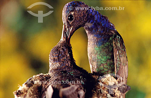  (Eupetomena macroura) Swallow-Tailed Hummingbird feeding the puppy - Atlantic Forest - Brazil 