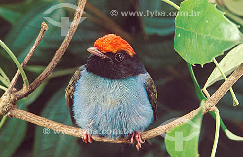  (Chiroxiphia caudata) Male Swallow-Tailed Manakin - bird - Atlantic Rainforest - Brazil 