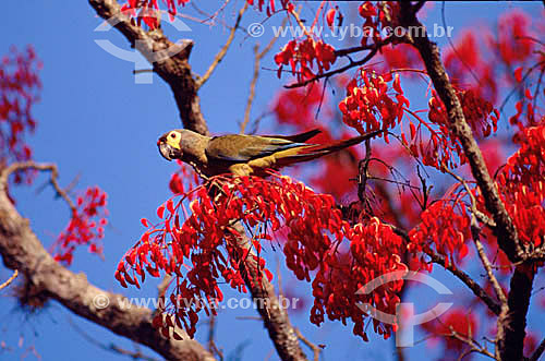  Parrot - Atlantic Forest - Brazil 