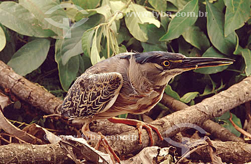  (Butorides striatus) Striated Heron - bird - Atlantic Forest - Brazil 