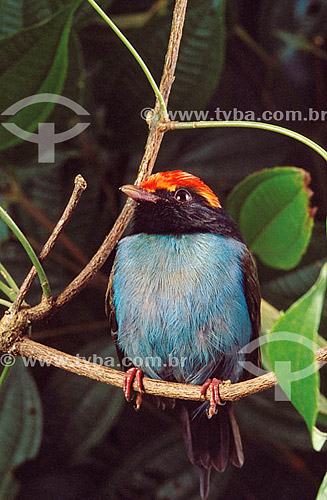  (Chiroxiphia caudata) Male Swallow-Tailed Manakin - Atlantic Rainforest - Brazil 