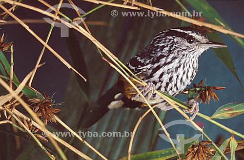  (Drymophila ochropyga) Ochre-Rumped Antbird - Atlantic Rainforest - Brazil 