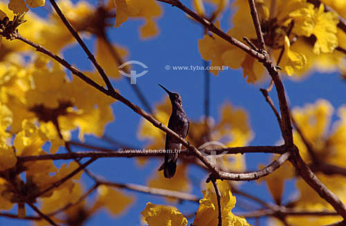  (Heliomaster squamosus) Hummingbird -  Atlantic Rainforest - Brazil 