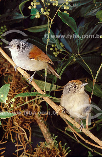  Birds of the Atlantic Rainforest - Brazil 