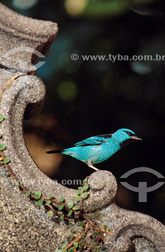  (Dacnis cayana) Blue Dacnis - Atlantic Rainforest - Brazil 