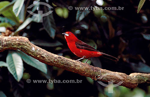  (Ramphocelus brasilius) Brazilian Tanager - Atlantic Rainforest - Brazil 