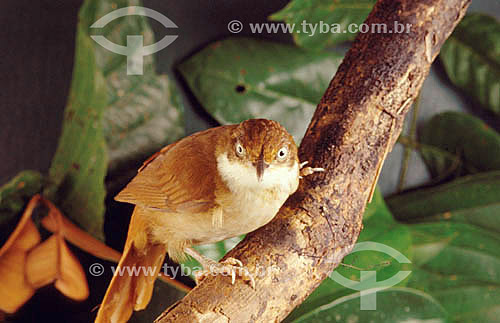  (Automolus leucophthalmus) White-Eyed Foliage-Gleaner - Atlantic Rainforest - Brazil 