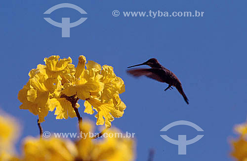  (Heliomaster squamosus) Hummingbird -  Atlantic Rainforest - Brazil 