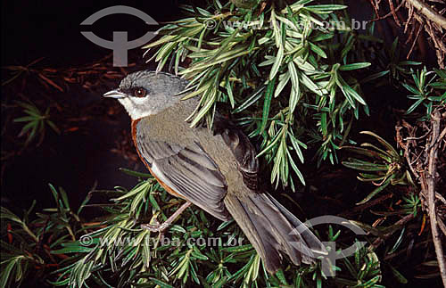  Bird of the Atlantic Rainforest - Brazil 
