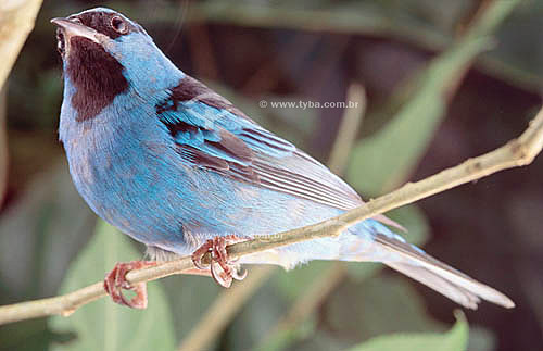  (Dacnis cayana) Blue Dacnis - Atlantic Rainforest - Brazil 