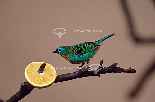  (Tangara desmaresti) Brassy Breasted Tanager - Atlantic Rainforest - Brazil 