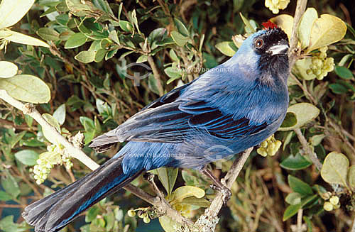 (Stephanophorus diadematus) Diademed Tanager - Atlantic Rainforest - Brazil 