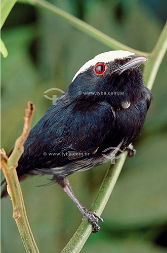  (Pipra pipra) White-Crowned Manakin -  Atlantic Rainforest - Brazil 