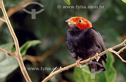  (Pipra rubrocapilla) Red-Headed Manakin - Atlantic Rainforest - Brazil 