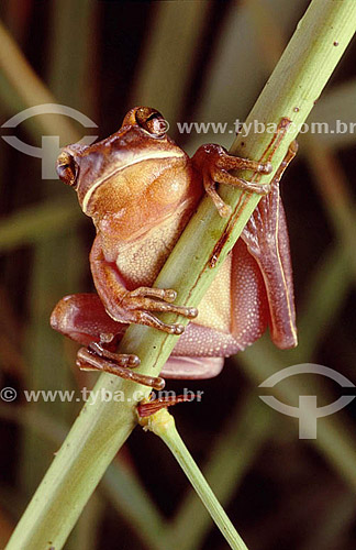  ( Hylla sp) Tree Frog - Atlantic Rainforest - Brazil 