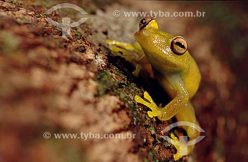  (Hylla sp) Tree Frog - Atlantic Rainforest - Brazil 