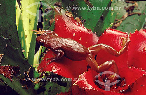  Tree frog of the Brazilian Atlantic Forest Region 