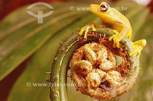 ( Hylla sp) Tree Frog -  Atlantic Rainforest - Brazil 