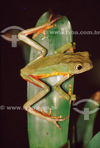 (Phyllomedusa distincta) Tree Frog - Atlantic Rainforest - Brazil 