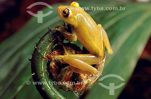  (Hylla sp) Tree Frog - Atlantic Rainforest - Brazil 