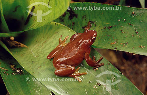  Tree frog - Atlantic Rainforest - Brazil 