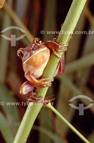  (Hylla sp) Tree Frog - Atlantic Rainforest - Brazil 