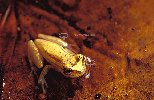  (Hyla truncata) Perereca-do-brejo frog - Atlantic Rainforest - Brazil 