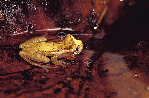  (Hyla truncata) Perereca-do-brejo frog - Atlantic Rainforest - Brazil 