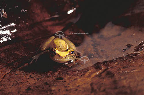  (Hyla truncata) - Atlantic Rainforest - Brazil 