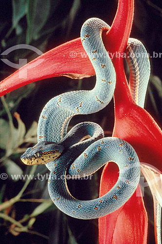  (Bothrops bilineata) Green Boththrop - Atlantic Rainforest - Brazil 