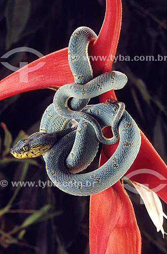  (Bothriopsis bilineata) Two-striped forest pit viper - Atlantic Rainforest - Brazil 