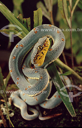  (Bothriopsis bilineata) Green Bothrop - Atlantic Rainforest - Brazil 