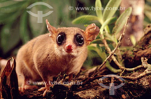  (Marmosa sp) Marsupial - Atlantic Rainforest - Brazil 