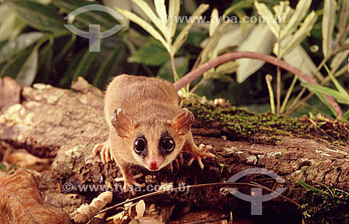  (Marmosa sp) Marsupial - Atlantic Rainforest - Brazil 
