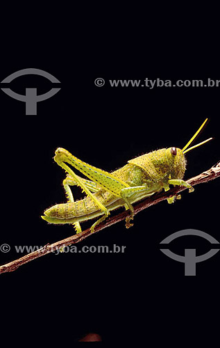  Grasshoper - Atlantic Rainforest - Brazil 
