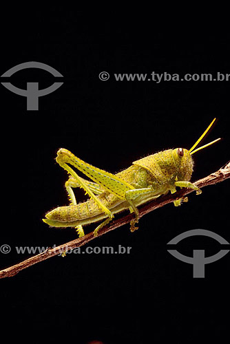  Grasshoper - Atlantic Rainforest - Brazil 