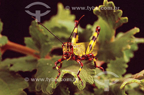  (Tropidacris collaris) - grasshoper - Atlantic Rainforest - Brazil 