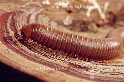  (Julus spp) - Julus - Atlantic Rainforest - Brazil 