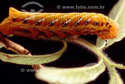  Caterpillar - Atlantic Rainforest - Brazil 