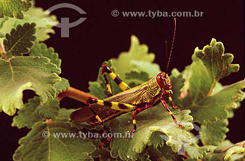  (Tropidacris collaris) - grasshoper - Atlantic Rainforest - Brazil 