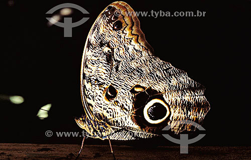  (Morpho) - butterfly - Atlantic Rainforest - Brazil 