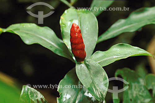  Plant of the Atlantic Forest - Brazil 