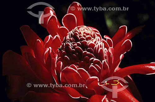  (Phaeomeria magnifica) - Torch ginger flower - Atlantic Rainforest - Brazil 