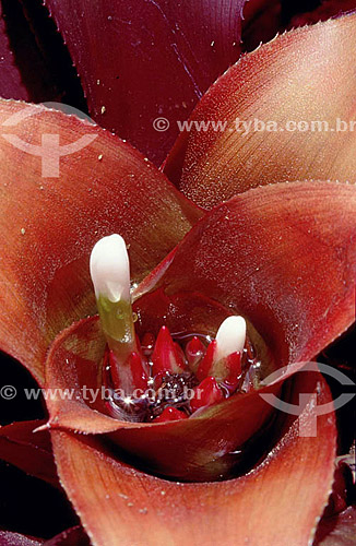  Bromeliad - Atlantic Rainforest - Brazil 